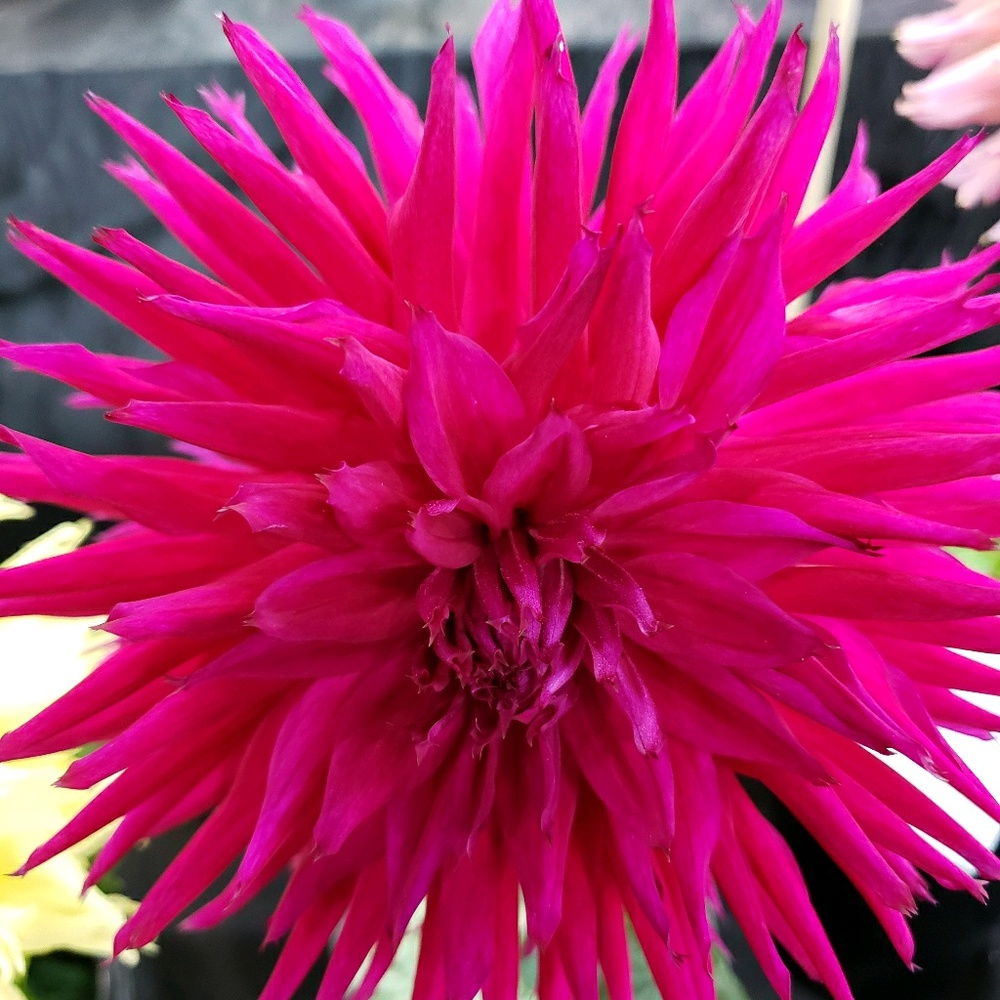 Meet your Posher, J.